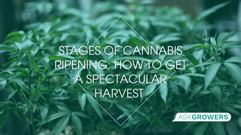 Stages of Cannabis Ripening: How to Get a Spectacular Harvest